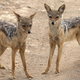 Image for article titled Black-Backed Jackals Seek Asylum In Wildlife Preserve As Preventative Measure